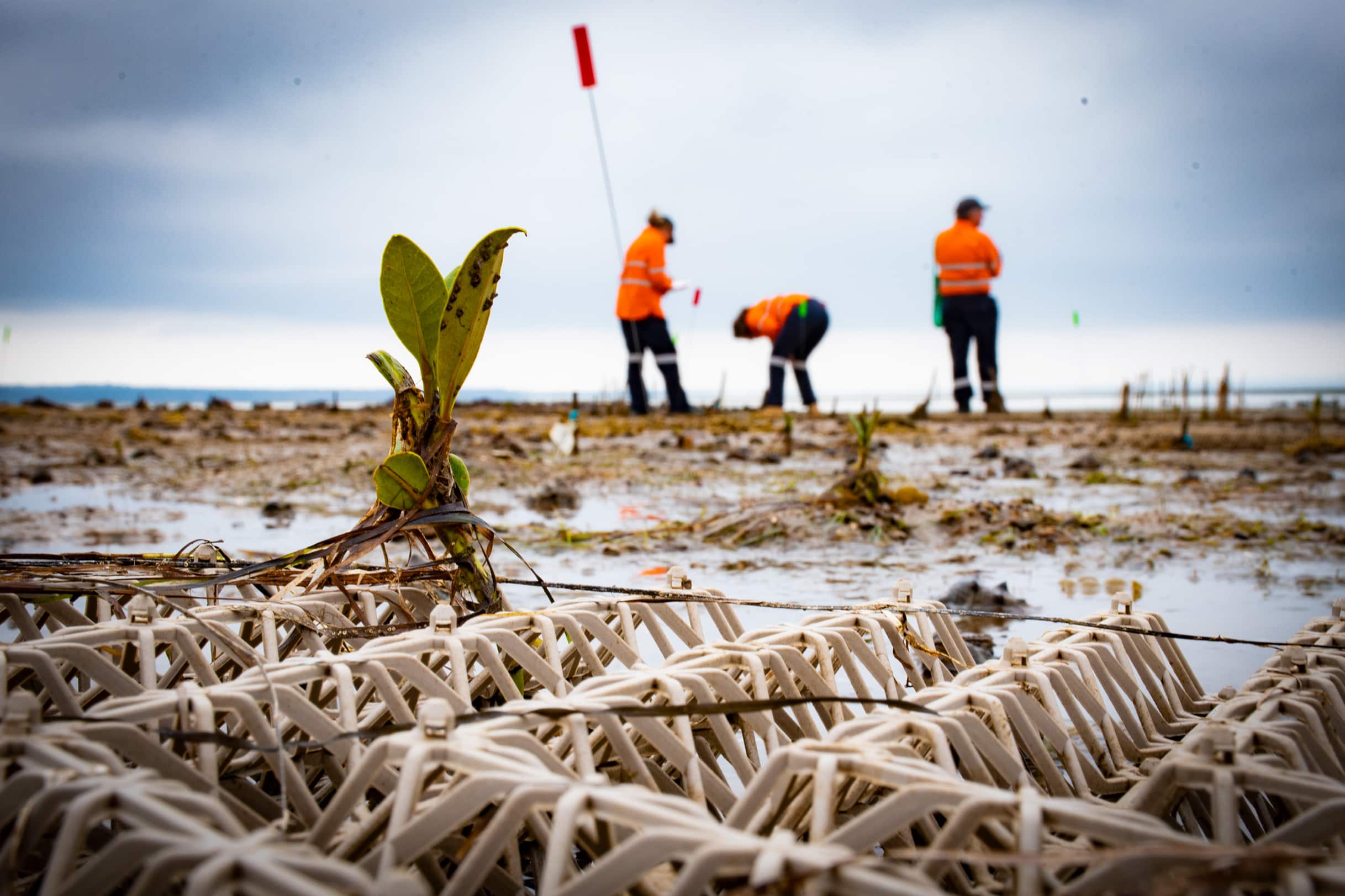 Blue_carbon_Community winner